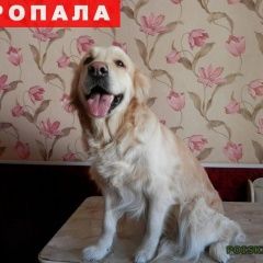 Подробнее об объявлении «Темрюк Пропала собака девочка золотистого ретривера» Фото: пропала собака Голден ретривер «Темрюк Пропала собака девочка золотистого...» в г. Темрюк