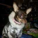 Подробнее об объявлении «Пропала собака Санкт-Петербург» Фото: пропала собака Русский той-терьер «Пропала собака Санкт-Петербург» в г. Санкт-Петербург