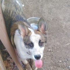 Подробнее об объявлении «Пропала собака вознаграждение 3000 рублей Красногвардейское» Фото: пропала собака  «Пропала собака вознаграждение 3000 рублей...» в г. Красногвардейское