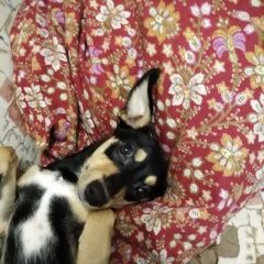 Подробнее об объявлении «Пропала собака Кемерово» Фото: пропала собака  «Пропала собака Кемерово» в г. Кемерово