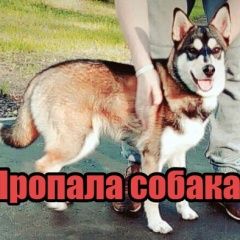 Подробнее об объявлении «Тула Пропала собака» Фото: пропала собака Сибирская хаски «Тула Пропала собака» в г. Тула