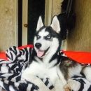 Подробнее об объявлении «Новосибирск Пропала собака кобель» Фото: пропала собака Сибирская хаски «Новосибирск Пропала собака кобель» в г. Новосибирск