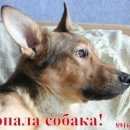 Подробнее об объявлении «Москва Пропала собака кобель рыжий пес, дворняга» Фото: пропала собака  «Москва Пропала собака кобель рыжий пес, дворняга» в г. Москва