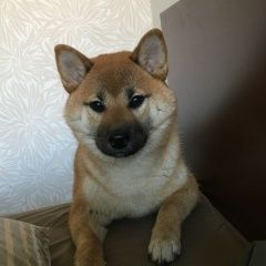 Подробнее об объявлении «Пропала собака породы шиба-ину Санкт-Петербург» Фото: пропала собака  «Пропала собака породы шиба-ину Санкт-Петербург» в г. Санкт-Петербург