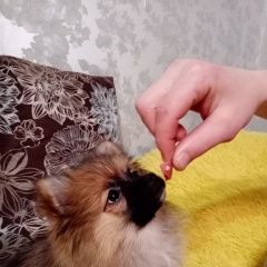 Подробнее об объявлении «Пропала собака просим помочь Кедровка» Фото: пропала собака Немецкий шпиц «Пропала собака просим помочь Кедровка» в г. Кедровка