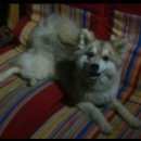 Подробнее об объявлении «Пропала собака помогите найти. Королев» Фото: пропала собака  «Пропала собака помогите найти. Королев» в г. Королев