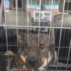 Подробнее об объявлении «Лобня Пропала собака кобель» Фото: пропала собака  «Лобня Пропала собака кобель» в г. Лобня