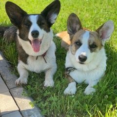 Подробнее об объявлении «Пропала собака кобель и два вельш корги Москва» Фото: пропала собака Вельш корги «Пропала собака кобель и два вельш корги Москва» в г. Москва