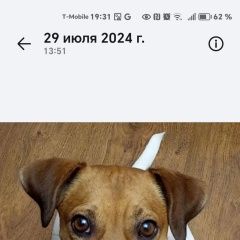 Подробнее об объявлении «Ханты-Мансийск Пропала собака джек рассел терьер белое с рыжими пятнам» Фото: пропала собака Джек рассел терьер «Ханты-Мансийск Пропала собака джек рассел...» в г. Ханты-Мансийск