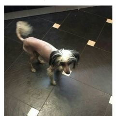 Подробнее об объявлении «Пропала собака кобель Реутов» Фото: пропала собака Китайская хохлатая собака «Пропала собака кобель Реутов» в г. Реутов