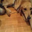 Подробнее об объявлении «Пропала собака русская гончая Самара» Фото: пропала собака Русская псовая борзая «Пропала собака русская гончая Самара» в г. Самара