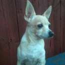 Подробнее об объявлении «Пропала собака кобель Санкт-Петербург» Фото: пропала собака Той-терьер «Пропала собака кобель Санкт-Петербург» в г. Санкт-Петербург