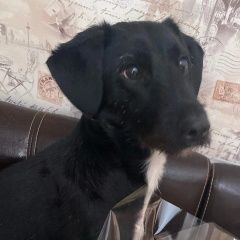 Подробнее об объявлении «Пропала собака ласковая и добрая Санкт-Петербург» Фото: пропала собака  «Пропала собака ласковая и добрая Санкт-Петербург» в г. Санкт-Петербург