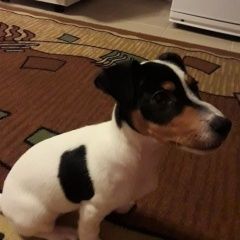 Подробнее об объявлении «Пропала собака кобель Солнечногорск» Фото: пропала собака  «Пропала собака кобель Солнечногорск» в г. Солнечногорск