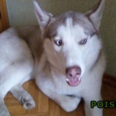 Подробнее об объявлении «Астрахань Пропала собака кобель» Фото: пропала собака Сибирская хаски «Астрахань Пропала собака кобель» в г. Астрахань