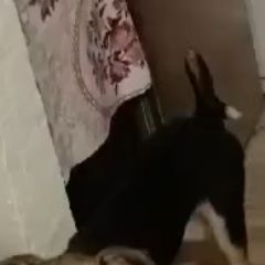 Подробнее об объявлении «Пропала собака потерялась собака метис овчарки Новосибирск» Фото: пропала собака Немецкая овчарка «Пропала собака потерялась собака метис овчарки...» в г. Новосибирск