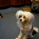 Подробнее об объявлении «Пропала собака кобель китайская хохлатая Санкт-Петербург» Фото: пропала собака Китайская хохлатая собака «Пропала собака кобель китайская хохлатая...» в г. Санкт-Петербург