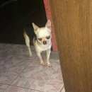 Подробнее об объявлении «Пропала собака кобель Нижний Новгород» Фото: пропала собака Чихуахуа «Пропала собака кобель Нижний Новгород» в г. Нижний Новгород