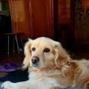 Подробнее об объявлении «Новосибирск Пропала собака кобель» Фото: пропала собака  «Новосибирск Пропала собака кобель» в г. Новосибирск