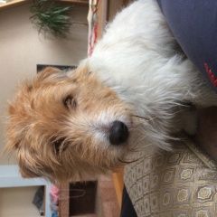 Подробнее об объявлении «Нижний Новгород Пропала собака кобель» Фото: пропала собака Джек рассел терьер «Нижний Новгород Пропала собака кобель» в г. Нижний Новгород