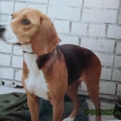 Подробнее об объявлении «Пропала собака Череповец» Фото: пропала собака  «Пропала собака Череповец» в г. Череповец