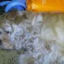 Подробнее об объявлении «Почеп Пропала собака американский кокер» Фото: пропала собака Американский кокер-спаниель «Почеп Пропала собака американский кокер» в г. Почеп