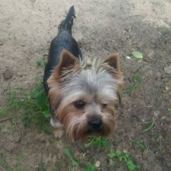 Подробнее об объявлении «Пропала собака кобель за вознаграждение йорк с клеймо Пушкино» Фото: пропала собака Йоркширский терьер «Пропала собака кобель за вознаграждение йорк с...» в г. Пушкино