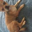 Подробнее об объявлении «Санкт-Петербург Пропала собака кобель чихуахуа рыжий с чёрной спинкой» Фото: пропала собака Чихуахуа «Санкт-Петербург Пропала собака кобель чихуахуа...» в г. Санкт-Петербург