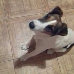 Подробнее об объявлении «Адлер Пропала собака кобель пожалуйста, помогите найти нашнго любимца» Фото: пропала собака Фокстерьер «Адлер Пропала собака кобель пожалуйста,...» в г. Адлер