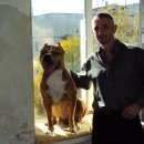 Подробнее об объявлении «Пропала собака кобель вознаграждение  Харьков» Фото: пропала собака Американский стаффордширский терьер «Пропала собака кобель вознаграждение  Харьков» в г. Харьков