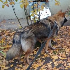 Подробнее об объявлении «Пропала собака Электросталь» Фото: пропала собака  «Пропала собака Электросталь» в г. Электросталь