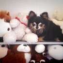 Подробнее об объявлении «Большая Ижора Пропала собака кобель» Фото: пропала собака Чихуахуа «Большая Ижора Пропала собака кобель» в г. Большая Ижора