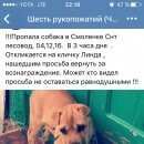 Подробнее об объявлении «Чита Пропала собака» Фото: пропала собака Шар-пей «Чита Пропала собака» в г. Чита
