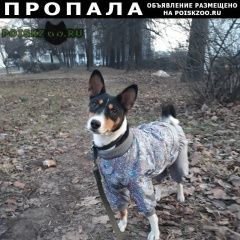 Подробнее об объявлении «Нижний Новгород Пропала собака кобель» Фото: пропала собака Басенджи «Нижний Новгород Пропала собака кобель» в г. Нижний Новгород