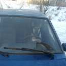 Подробнее об объявлении «Златоуст Пропала собака кобель» Фото: пропала собака  «Златоуст Пропала собака кобель» в г. Златоуст