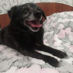 Подробнее об объявлении «Пропала собака у волонтера в чужом городе Канаш» Фото: пропала собака  «Пропала собака у волонтера в чужом городе Канаш» в г. Канаш