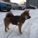 Подробнее об объявлении «Пропала собака Санкт-Петербург» Фото: пропала собака Сиамская «Пропала собака Санкт-Петербург» в г. Санкт-Петербург