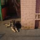 Подробнее об объявлении «Омск Пропала собака потерялась немецкая овчарка палевая» Фото: пропала собака  «Омск Пропала собака потерялась немецкая овчарка...» в г. Омск