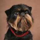 Подробнее об объявлении «Пропала собака кобель гриффон Санкт-Петербург» Фото: пропала собака Брюссельский гриффон «Пропала собака кобель гриффон Санкт-Петербург» в г. Санкт-Петербург