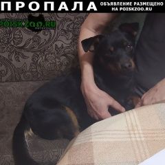 Подробнее об объявлении «Таганрог Пропала собака кобель» Фото: пропала собака Карликовый пинчер «Таганрог Пропала собака кобель» в г. Таганрог