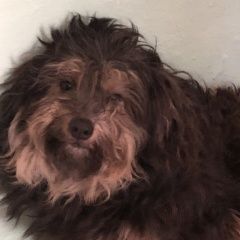 Подробнее об объявлении «Пропала собака Киев» Фото: пропала собака  «Пропала собака Киев» в г. Киев