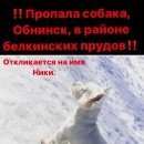 Подробнее об объявлении «Пропала собака кобель Обнинск» Фото: пропала собака Вест хайленд уайт терьер «Пропала собака кобель Обнинск» в г. Обнинск