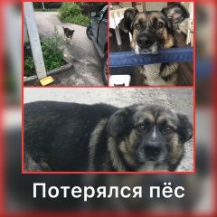 Подробнее об объявлении «Деденево Пропала собака кобель джек» Фото: пропала собака  «Деденево Пропала собака кобель джек» в г. Деденево