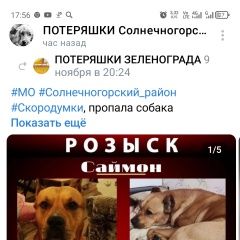 Подробнее об объявлении «Пропала собака кобель помогите найти не собаку детя Солнечногорск» Фото: пропала собака  «Пропала собака кобель помогите найти не собаку...» в г. Солнечногорск