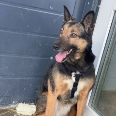 Подробнее об объявлении «Москва Пропала собака свао, вднх, бутырская, останкино» Фото: пропала собака  «Москва Пропала собака свао, вднх, бутырская,...» в г. Москва