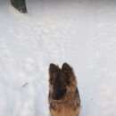 Подробнее об объявлении «Пропала собака кобель немецкая овчарка, кличка мишка, медведь Йошкар-Ола» Фото: пропала собака Немецкая овчарка «Пропала собака кобель немецкая овчарка, кличка...» в г. Йошкар-Ола