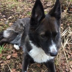 Подробнее об объявлении «Пропала собака Санкт-Петербург» Фото: пропала собака  «Пропала собака Санкт-Петербург» в г. Санкт-Петербург