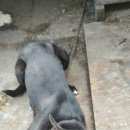 Подробнее об объявлении «Черлак Пропала собака кобель» Фото: пропала собака  «Черлак Пропала собака кобель» в г. Черлак