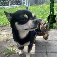 Подробнее об объявлении «Пропала собака Можайск» Фото: пропала собака Чихуахуа «Пропала собака Можайск» в г. Можайск