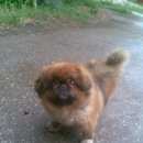 Подробнее об объявлении «Энгельс Пропала собака кобель» Фото: пропала собака Пекинес «Энгельс Пропала собака кобель» в г. Энгельс